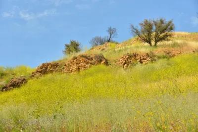 DSC_6390 (Large).JPG